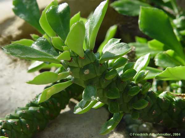 Euphorbia schubei, Monadenium schubei
