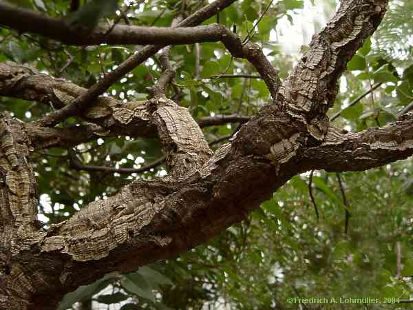 Quercus suber, cork oak, Korkeiche