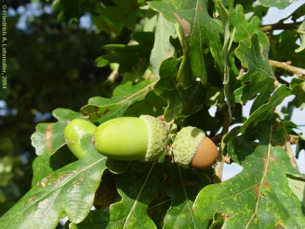 Quercus robur, oak, Stiel-Eiche
