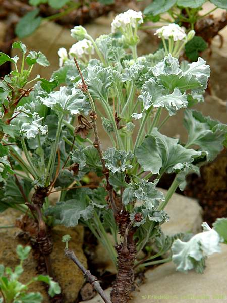 Pelargonium crassicaule