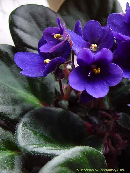 Saintpaulia ionantha, African violet, Usambaraveilchen
