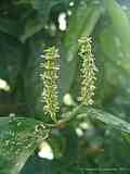 Gnetaceae