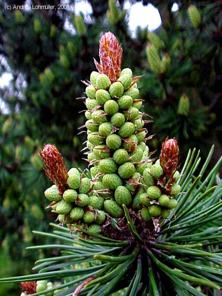 Pinus mungo, Bergkiefer