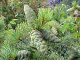 Pinus strobus, Weymouths-Kiefer