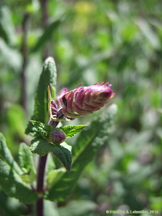 Salvia nemerosa