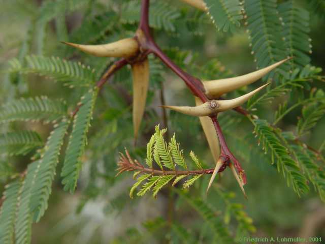 Acacia sphaerocephala