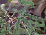 Mimosa pudica, Sinnpflanze