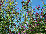 Cuphea procumbens