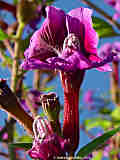 Cuphea procumbens