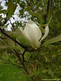 Magnolia loebneri
