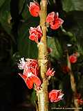 Goethea cauliflora