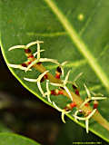 Swietenia macrophylla