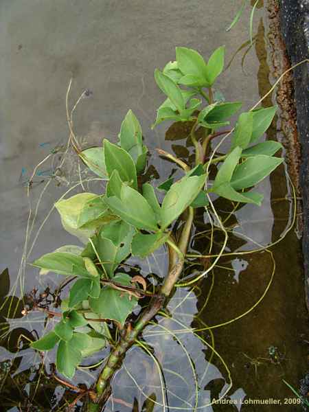 Menyanthes trifoliata