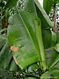 Musa acuminata