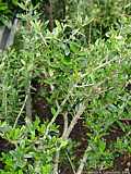 Olea europaea ssp. africana