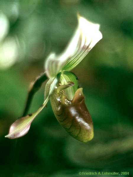 Paphiopedilum species