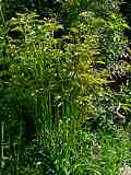 Paeonia lactiflora