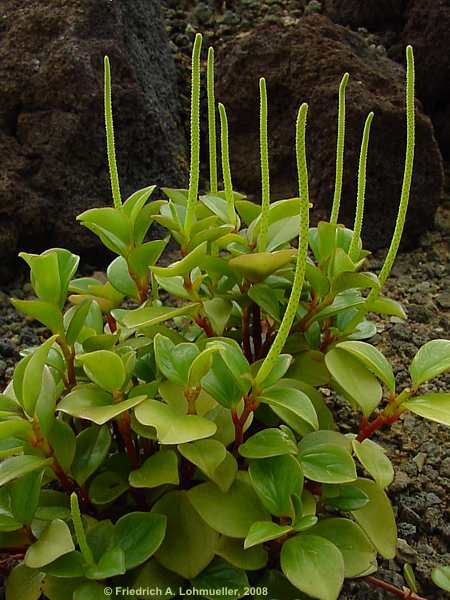 Peperomia clusiaefolia