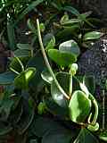 Peperomia obtusifolia 'Rubra'