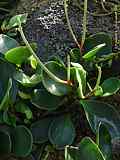 Peperomia obtusifolia 'Rubra'