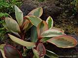 Peperomia obtusifolia 'Tricolor'