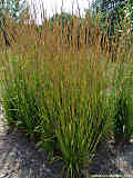 Calamagrostis