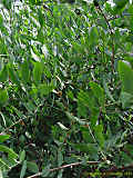 Simmondsiaceae