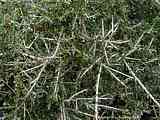 Hymenanthera crassifolia