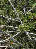 Hymenanthera crassifolia