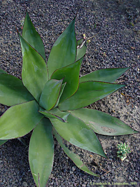 Agave inaequidens subsp. inaequidens