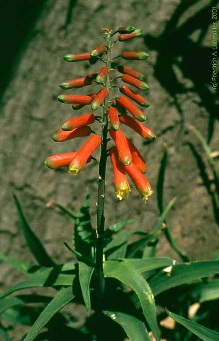 Aloe cilearis