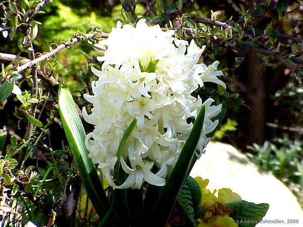 Hyacinthus orientalis cv.