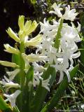 Hyacinthus - Hyacints - Hyazinten