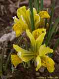 Iris danforiae