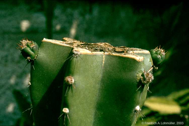 Cereus peruvianus (L.) MILL.