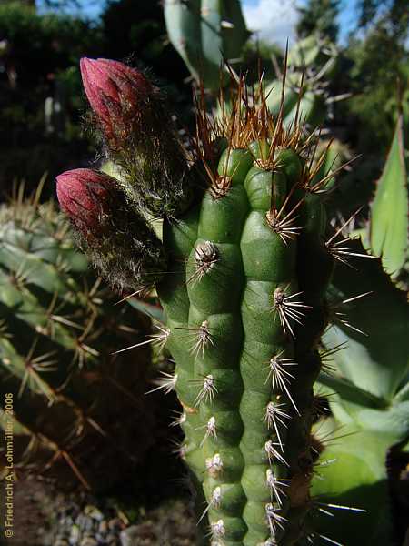 Cleistocactus serpens
