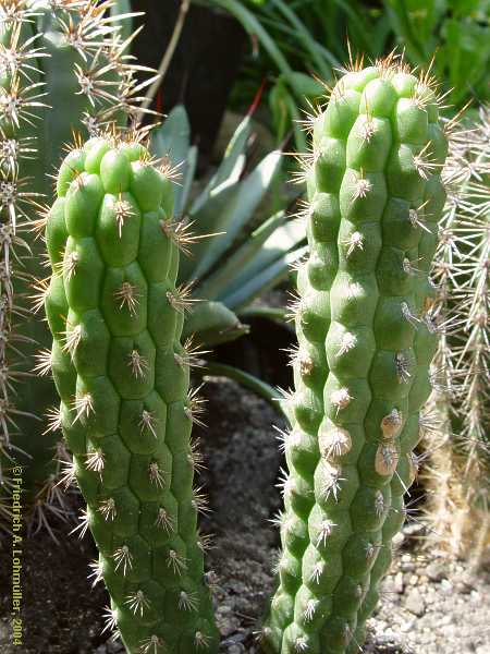 Cleistocactus serpens