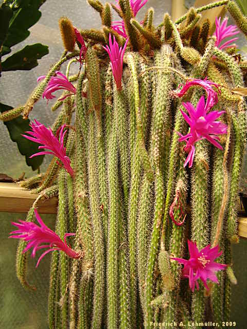 [http://www.f-lohmueller.de/cactus/Disocactus/apoflag_g21707.jpg]