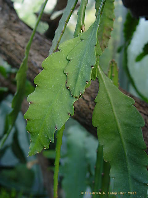 Disocactus phyllantoides, Nopalxochia phyllantoides, Phyllocactus  phyllantoides