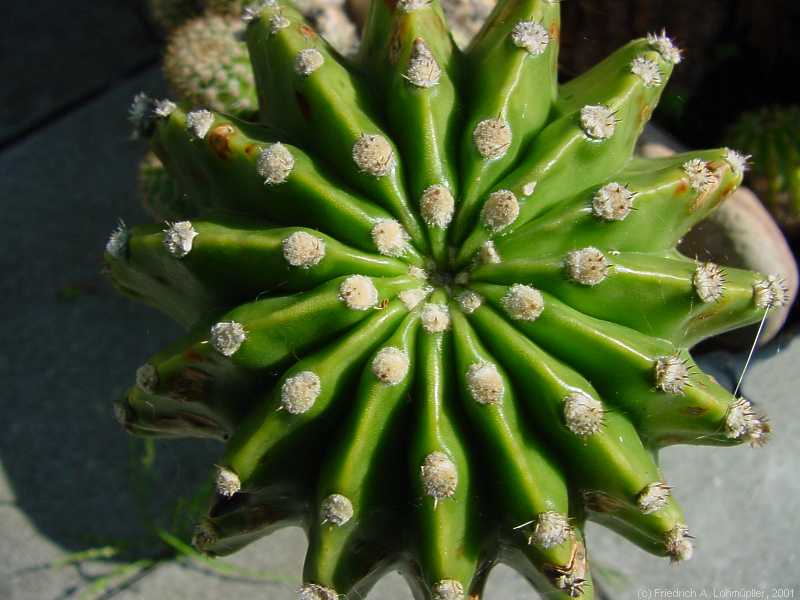 Echinopsis eyriesii (TURPIN) ZUCC. hybr.