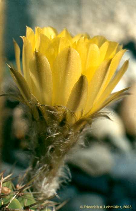Echinoopsis aurea BR. et R.