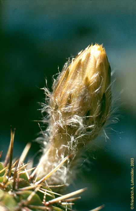Echinoopsis aurea BR. et R.