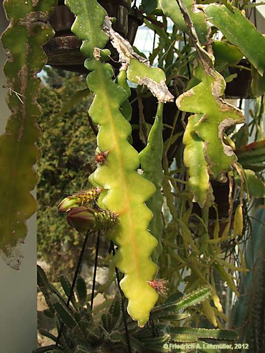 Epiphyllum angulier hybr.