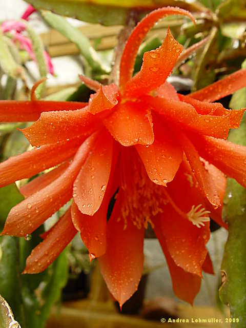 Epiphyllum hybr.