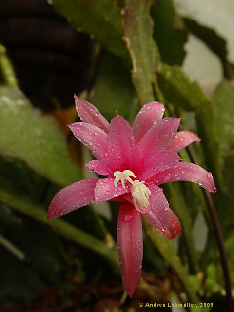 Epiphyllum hybr.