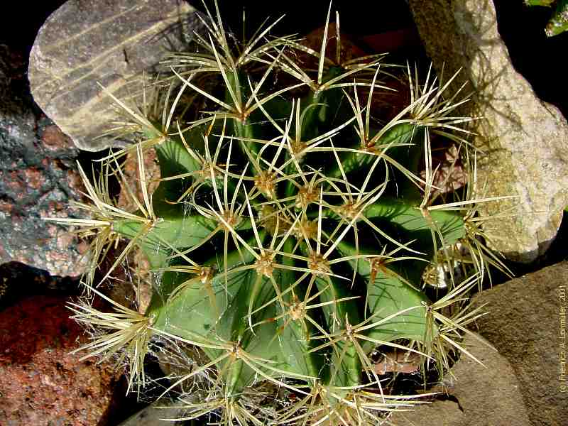 Ferocactus species