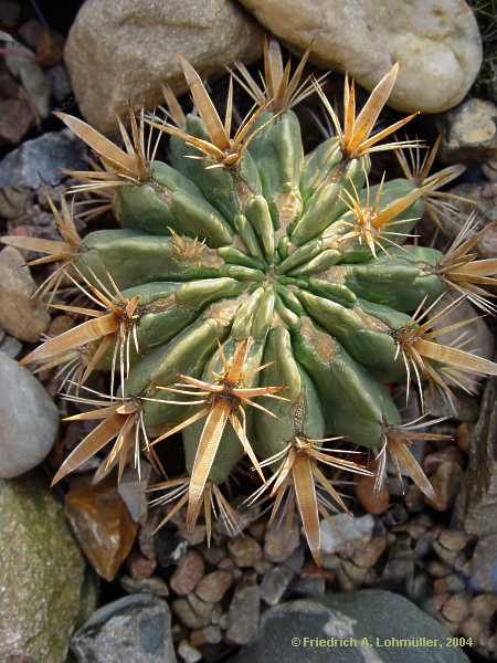 Ferocactus latispinus var. flavispinus