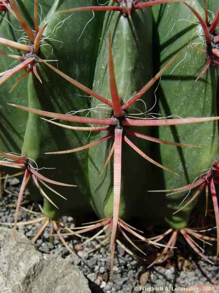 Ferocactus pilosus = Ferocactus stainesii