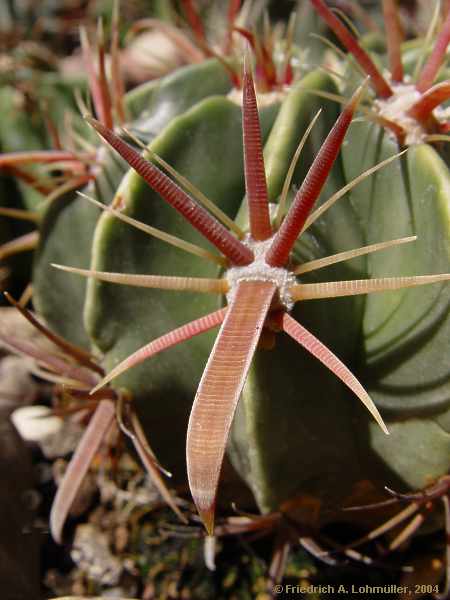Ferocactus latispinus