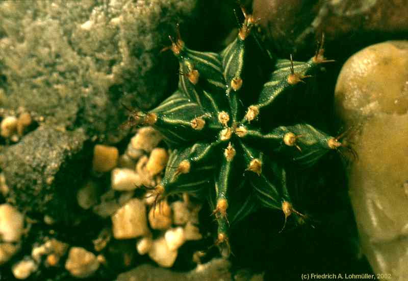 Gymnocalycium mihanovichii var. friedrichii